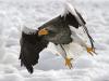 Stellers SeaEagle